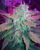 ccd69topbud.jpg