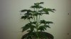 20150219_133109.jpg