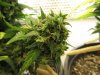 IMG_LemonHaze_5.jpg