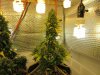 IMG_SweetTrainWReck_1.jpg