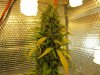 IMG_SweeyTrainWreck_3.jpg