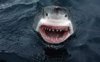 shark.jpg