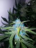 blue pistils.jpg