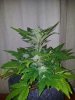 Deep Blue C (Blues Pheno) (2).jpg