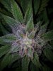 Deep Blue C (Blues Pheno) (3).jpg