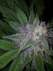 Deep Blue C (Blues Pheno) (4).jpg