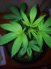 Candy Kush The Spear Pheno (1).jpg