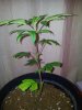 Candy Kush The Spear Pheno (2).jpg