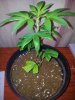 Candy Kush The Spear Pheno (3).jpg