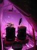 Allotment 001.jpg