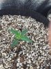 2-27-2015 Veg Room 9pm 010.jpg