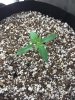 2-27-2015 Veg Room 9pm 009.jpg
