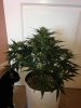 BlueCheese1.jpg BlueCheese1.jpg