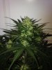 BlueCheese1a.jpg BlueCheese1a.jpg