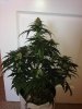 BlueCheese2.jpg BlueCheese2.jpg