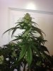BlueCheese2a.jpg BlueCheese2a.jpg