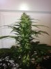 BlueCheese3a.jpg BlueCheese3a.jpg