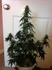 BlueCheese4.jpg BlueCheese4.jpg