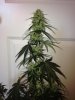 BlueCheese4a.jpg BlueCheese4a.jpg