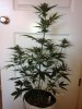 BlueCheese5.jpg BlueCheese5.jpg