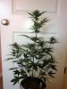 BlueCheese5a.jpg BlueCheese5a.jpg