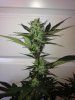 BlueCheese5b.jpg BlueCheese5b.jpg