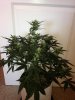 BlueCheese6.jpg BlueCheese6.jpg
