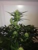 BlueCheese6a.jpg BlueCheese6a.jpg