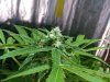 topo skunk II.jpg