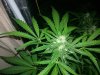 topo skunk noite.jpg
