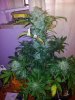 Tyrone 3 aka Sir David Rodigan first FLush (1).jpg