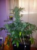 Tyrone 3 aka Sir David Rodigan first FLush (2).jpg