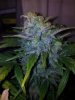 Tyrone 3 aka Sir David Rodigan first FLush (4).jpg