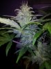 Tyrone 3 aka Sir David Rodigan first FLush (6).jpg