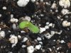 3-3-2015 Snaggletoof Emerges 2.5 days from seed 001.jpg