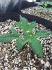 3-4-2015 In the veg garden 21 days WLsd 013.jpg
