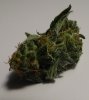 DSC00517.jpg