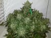 Front T.D D123 pre-trim.jpg
