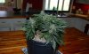 DSC_0145.jpg