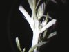 WT1Pistil.JPG