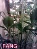 IMAG1476-1.jpg