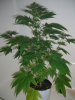 OC5_1-17-12.JPG