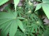 OC7_1-17-12.JPG