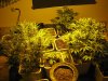 side critical jack 1-22-12.jpg