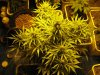 top critical jack on right 1-22-12.jpg