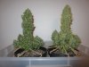 29 Week 12.5 - Harvest Day.jpg