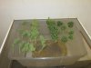 32 - Week 12.5 Harvest.jpg