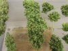 33 Auto Lemon Haze - Week 12.5 Harvest.jpg