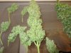 34 Auto Train Wreck - Week 12.5 Harvest.jpg