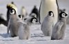 000001Penguin.jpg